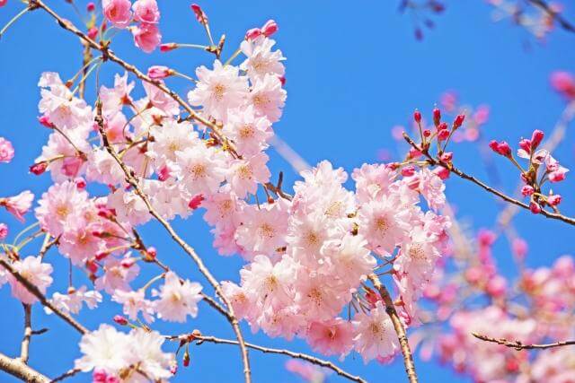 千鳥ヶ淵　青空に映える桜