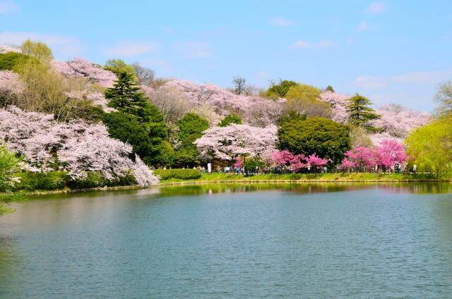 三ッ池公園　満開の桜