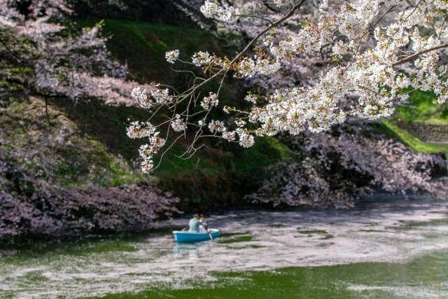 千鳥ヶ淵　桜
