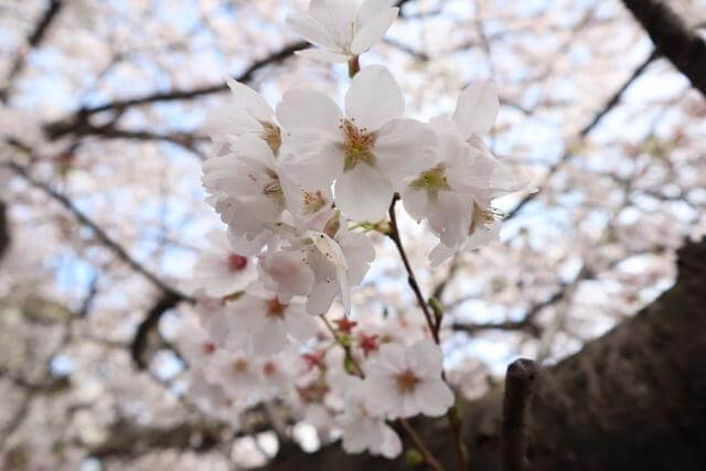 三ッ池公園　桜