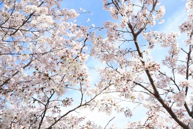 三ッ池公園　桜と青空