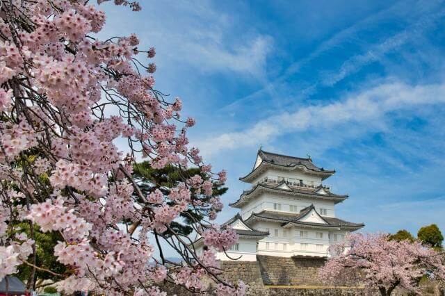 小田原城址公園　桜