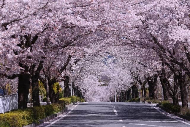 長瀞　桜のトンネル