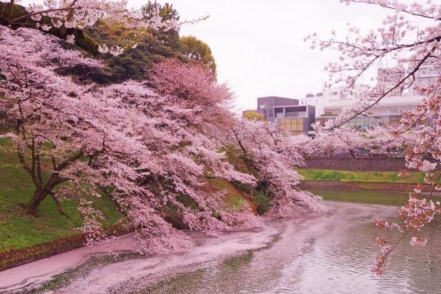 千鳥ヶ淵　桜　花筏