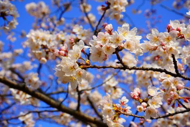 三渓園　桜