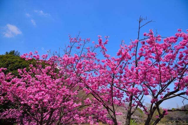 三ッ池公園　横浜緋桜