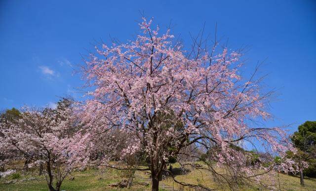 三ッ池公園　枝垂桜