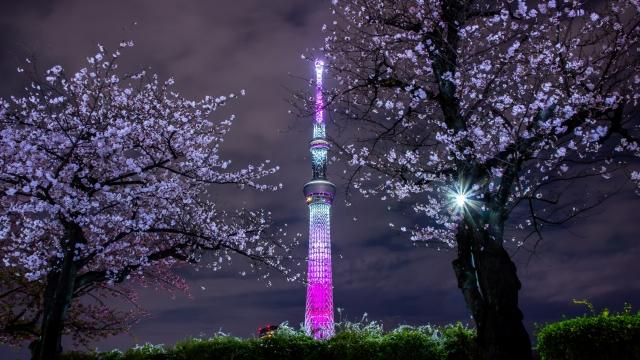 隅田公園　夜桜　東京スカイツリー