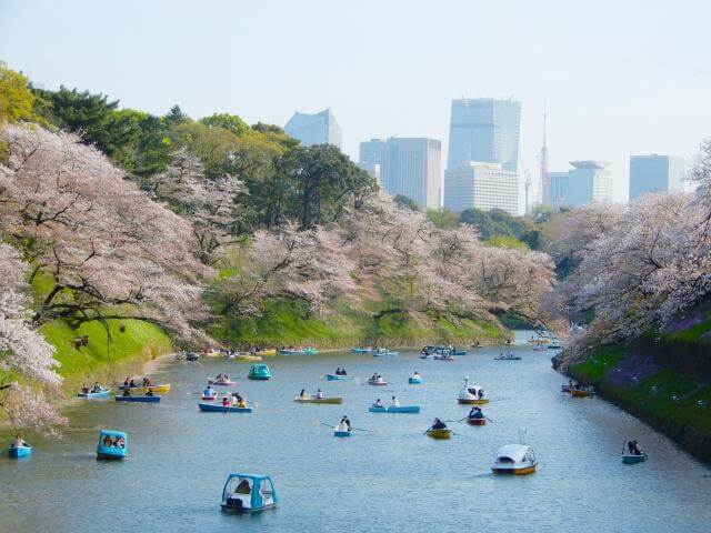 千鳥ヶ淵　桜　ボート