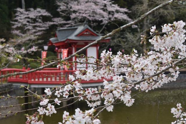 茂原公園　桜