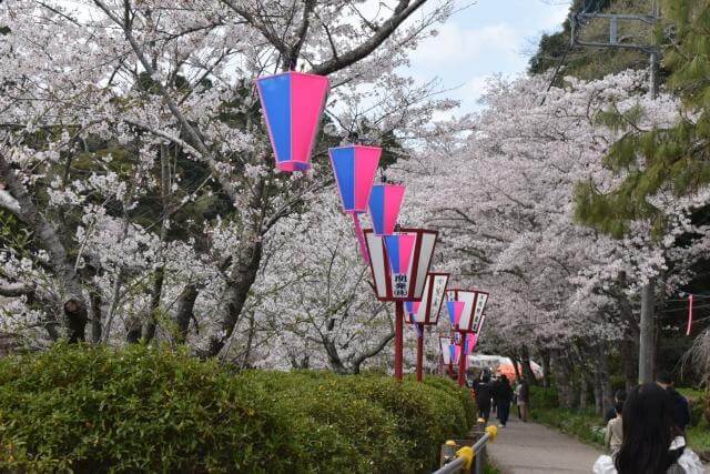 茂原桜まつり　茂原公園