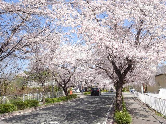 長瀞　桜