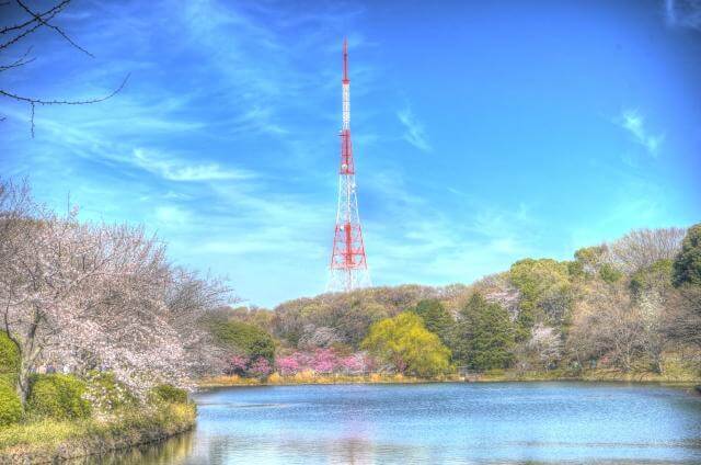 三ツ池公園　桜　春　タワー