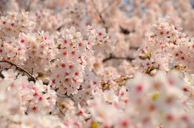 熊谷　桜　満開
