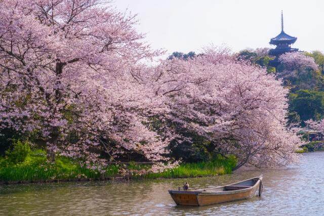 三渓園　満開の桜