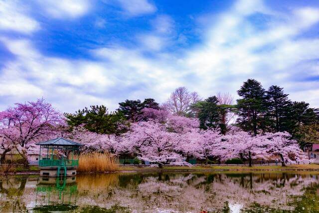 大宮公園　舟遊池　桜