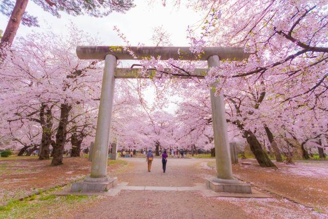 埼玉縣護国神社　桜