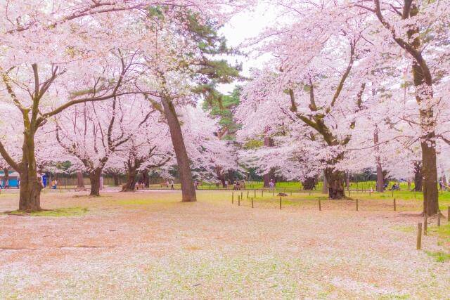 大宮公園　満開の桜