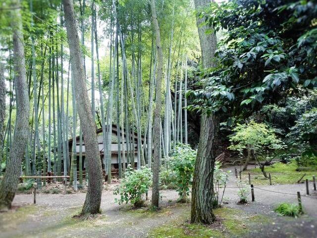 三溪園　竹林