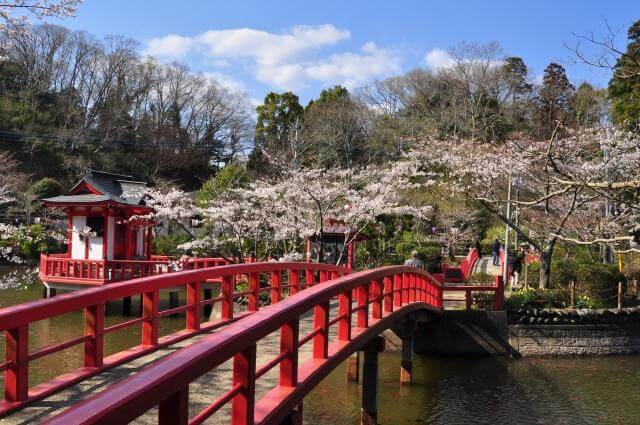 茂原公園　桜