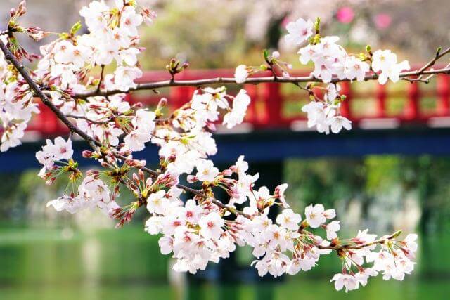 小田原城址公園　ソメイヨシノ