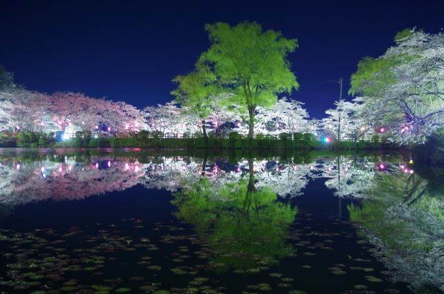 茂原公園　夜桜