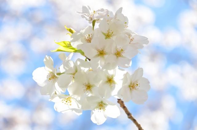 隅田公園　桜