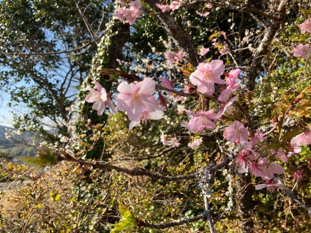 城山公園　河津桜