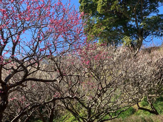 城山公園　紅白の梅