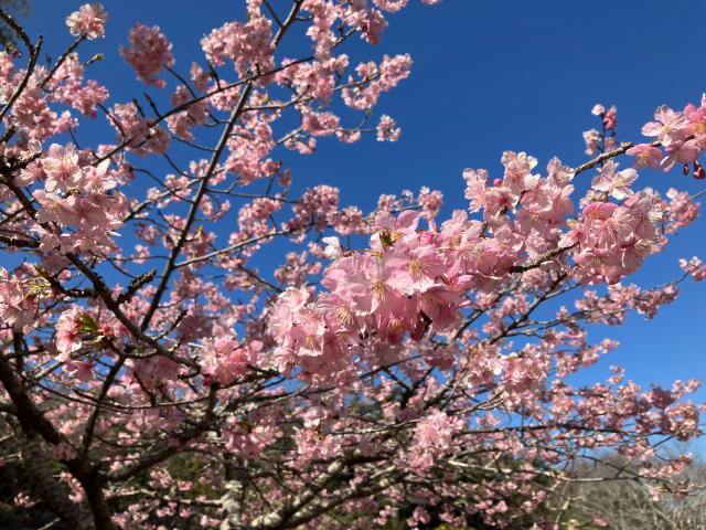 城山公園　河津桜