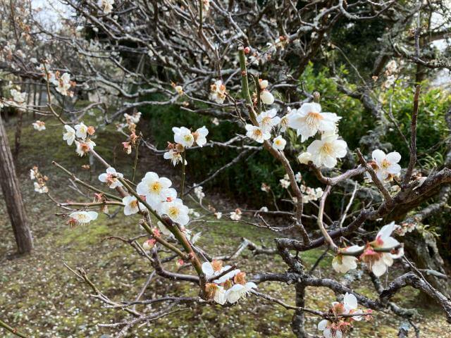 成田山公園　梅　見頃過ぎ