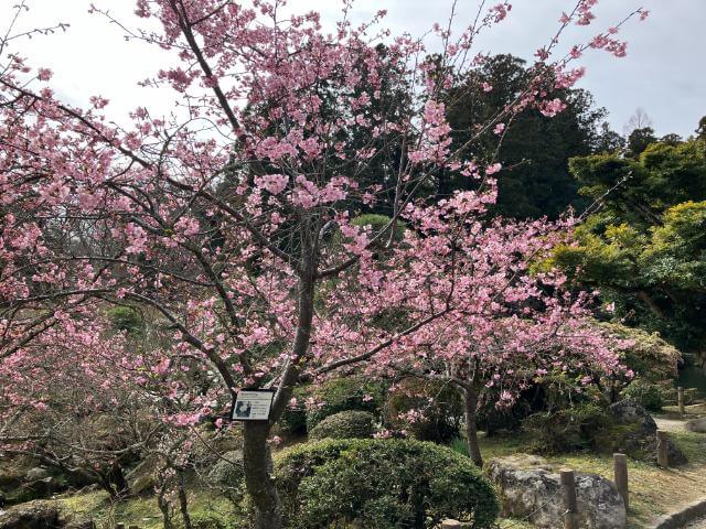 成田山公園　河津桜