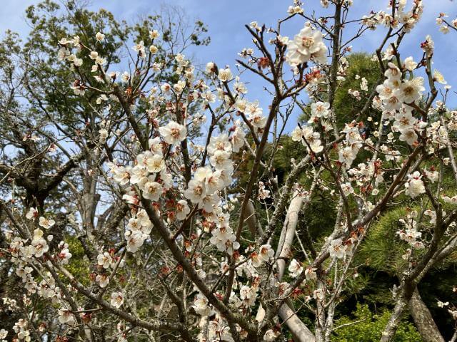 成田山公園　見頃　梅