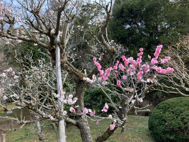 成田山公園　梅