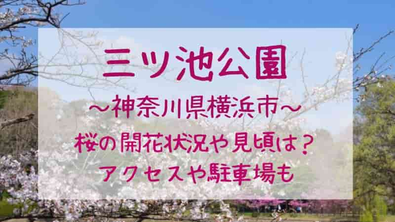 【三ッ池公園の桜】2024年の見頃や開花状況は？ライトアップは？駐車場も