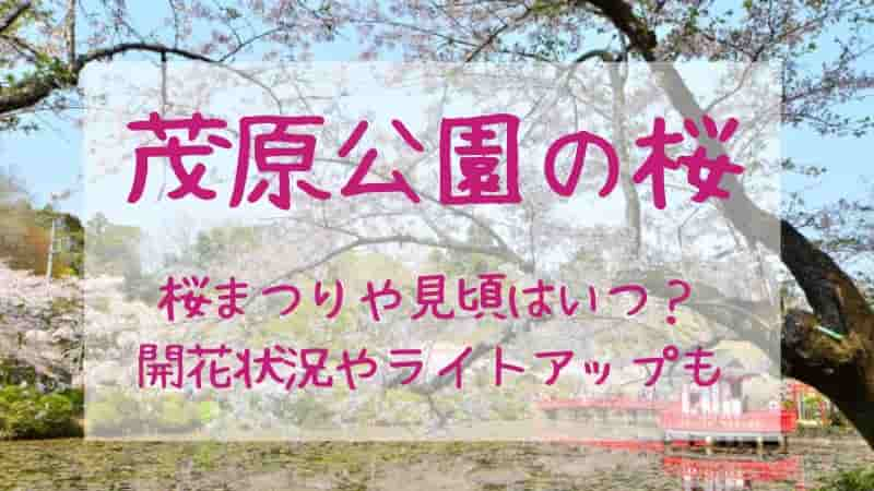 【茂原公園】2024年の桜まつりや見頃はいつ？開花状況やライトアップも！