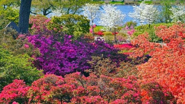 館林　つつじが岡公園