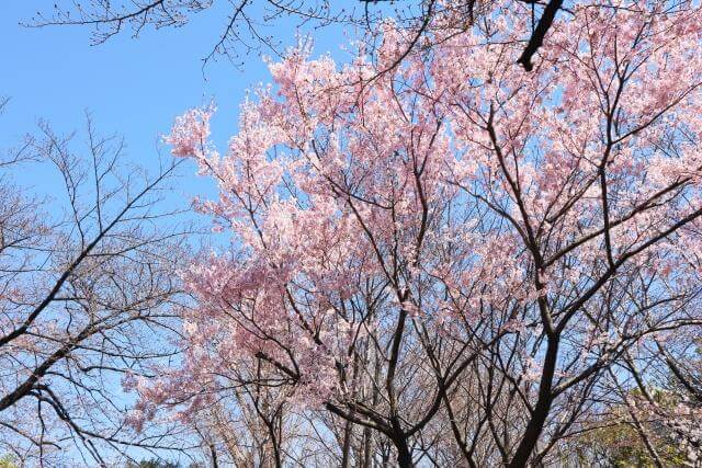 飛鳥山公園　桜