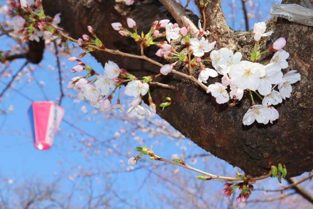 飛鳥山公園　桜