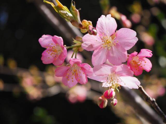 太平山　桜