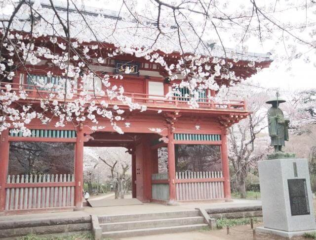 清水公園　桜　