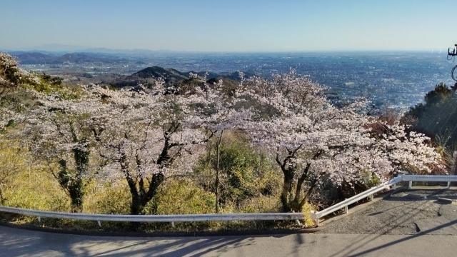 太平山　桜まつり