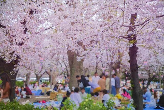 花見　宴会　混雑