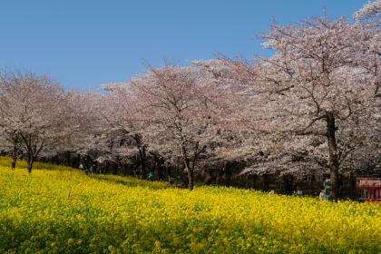 赤城南面千本桜と菜の花