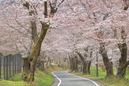 赤城南面千本桜　桜のトンネル