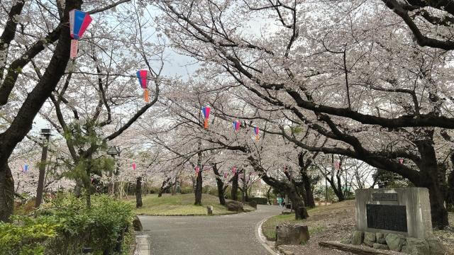 飛鳥山公園　桜まつり