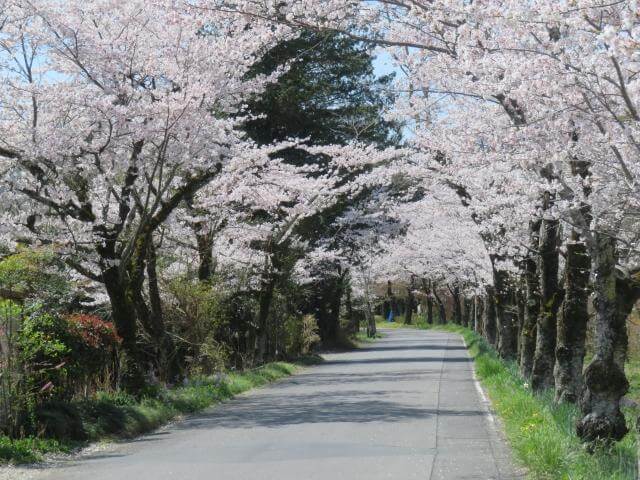 太平山　桜のトンネル