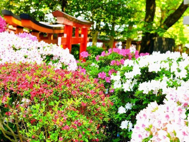 根津神社　つつじ