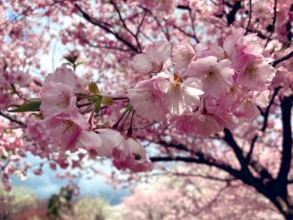 赤城南面千本桜　