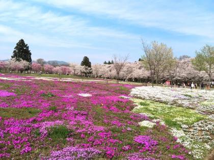 みやぎ千本桜の森